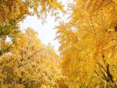 -三里屯东五街银杏大道
