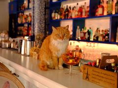 -Sirena海妖日咖夜酒