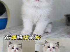 -lincat·猫舍(广州店)