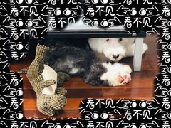 -PETKIT小佩宠物(昭化店)