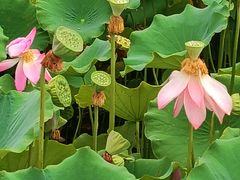 -莲花池公园