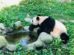 -都江堰中华大熊猫苑