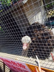 -萌宠亲子动物乐园(槐房万达店)