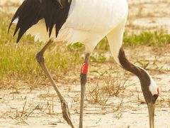 -盐城丹顶鹤湿地生态旅游区