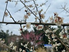 -东湖磨山景区