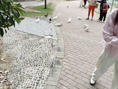 -合肥滨湖国家森林公园