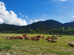 -黑河国家森林公园