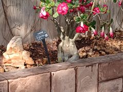 -北京植物园-展览温室