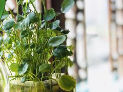 -三色堇(小通巷店)