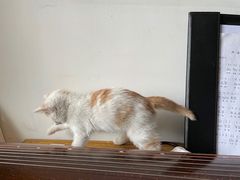 -荔康动物医院(康王北路店)