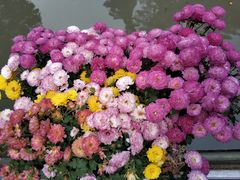 -汇龙潭