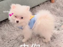 -芭比堂动物医院·24小时·眼科中心(深圳中心)