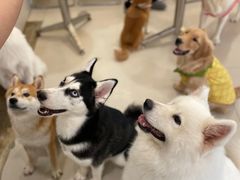 -共舞时光猫咖·狗咖(新街口店)