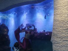 -瑞德姆美人鱼海底演艺主题餐厅(亚龙湾店)
