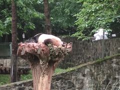 -都江堰中华大熊猫苑