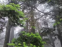 -庐山风景区花径公园