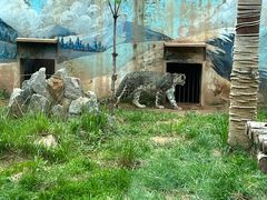 -青藏高原野生动物园