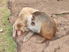-海南热带野生动植物园