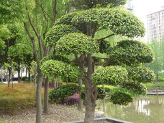 -陈家山荷花公园