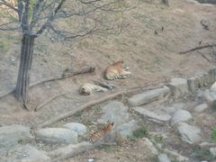 -大连森林动物园