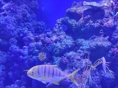 -广州海洋馆