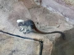 -上海野生动物园老虎餐厅