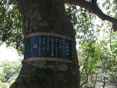 -雨花胜境