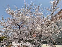 -山姆会员商店(邻瑞广场店)