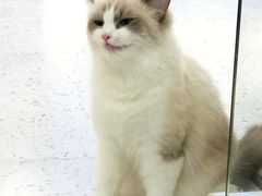 -喵园·猫主题咖啡厅·撸猫·猫咖(国贸店)