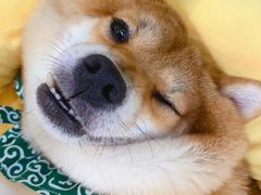 -逗柴咖啡屋·狗咖猫咖宠物桌游