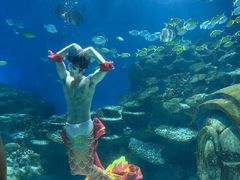 -海合安武汉极地海洋公园