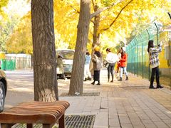 -三里屯东五街银杏大道