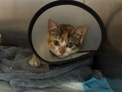 -乐琪宠物医院·犬猫专科·骨外科·急重症
