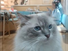 -滚猫咖啡·猫咖·猫友好撸猫(未来城店)