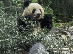 -中国大熊猫保护研究中心雅安碧峰峡基地