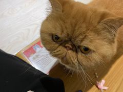 -猫和宫(六道口店)