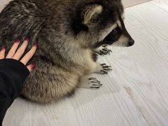-浣熊柯尔鸭土拨鼠·电玩咖