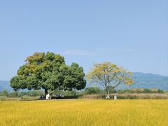 -良渚古城遗址公园