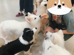 -安格丽娜·狗咖·猫咖羊驼咖(春熙路百盛商场店)