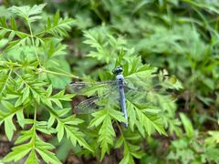 -白水寺森林公园