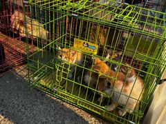 -哈尔滨道外花鸟鱼市场