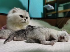 -特一安24小时宠物医院·骨科·中兽医