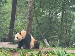 -中国大熊猫保护研究中心雅安碧峰峡基地