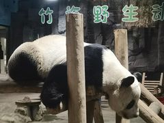 -栾川竹海野生动物园