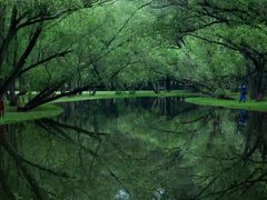 -上海共青森林公园