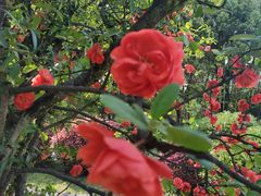 -铁山坪森林公园