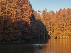 -上海海湾国家森林公园