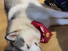 -Husky Go! 哈士奇体验馆·宠物咖啡厅狗咖