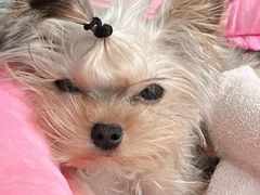 -momokira米努特·德文卷毛猫·棉花面纱犬