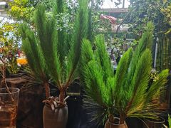 -朝来春花卉市场